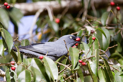 Barred Cuckoo-shrike (Coracina lineata)